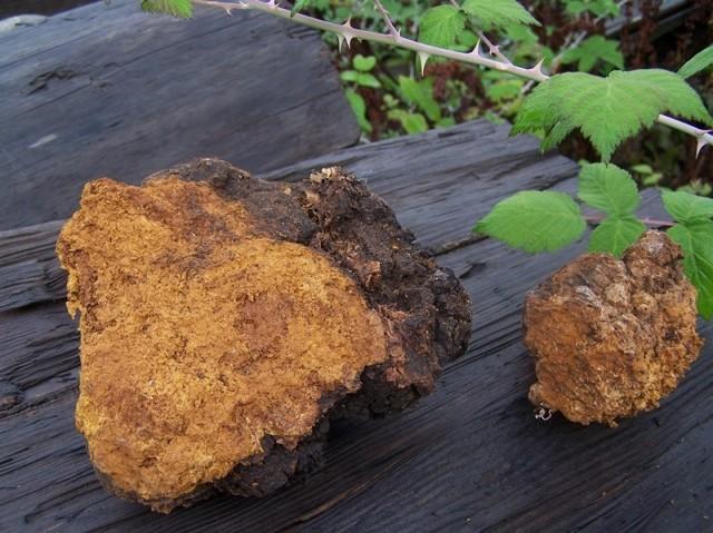 「素生活」桦树之泪，白桦茸的普世轮回