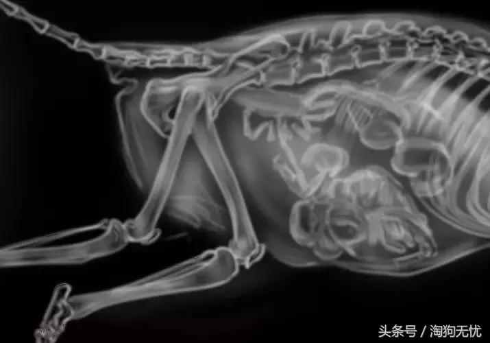 狗狗怀孕了你都不知道?先来学习狗狗怀孕知识吧!