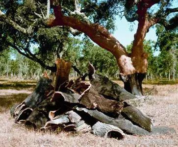 橡木塞小技巧,橡木塞的秘密