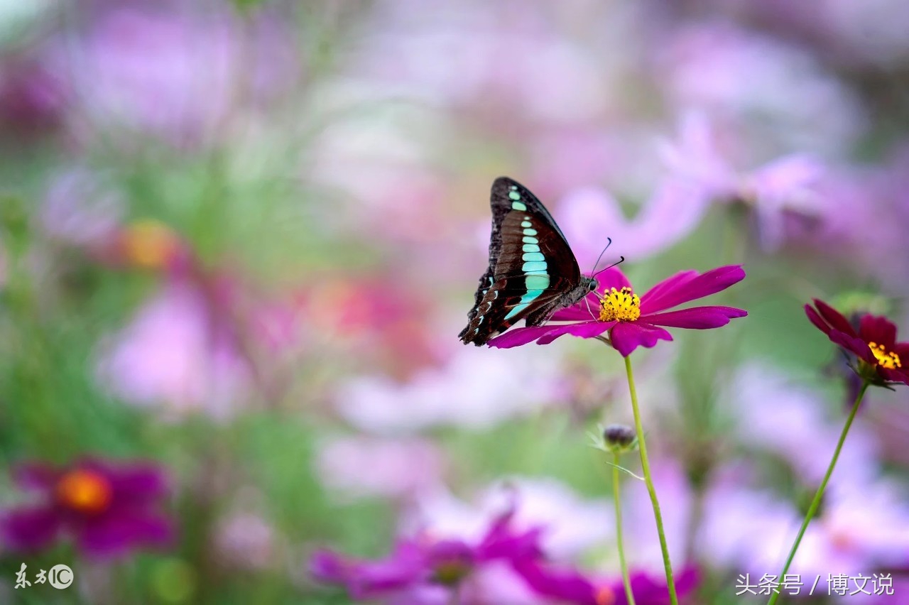 古诗人面桃花诗句,古诗人面桃花的诗句