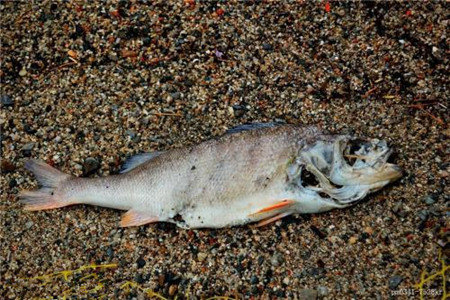 遇到快饿死的人对你呼唤求救，你是否会去救急？还是见死不救？