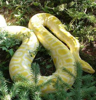 2022年生肖虎蛇运势完整版,生肖鼠与虎会怎么样