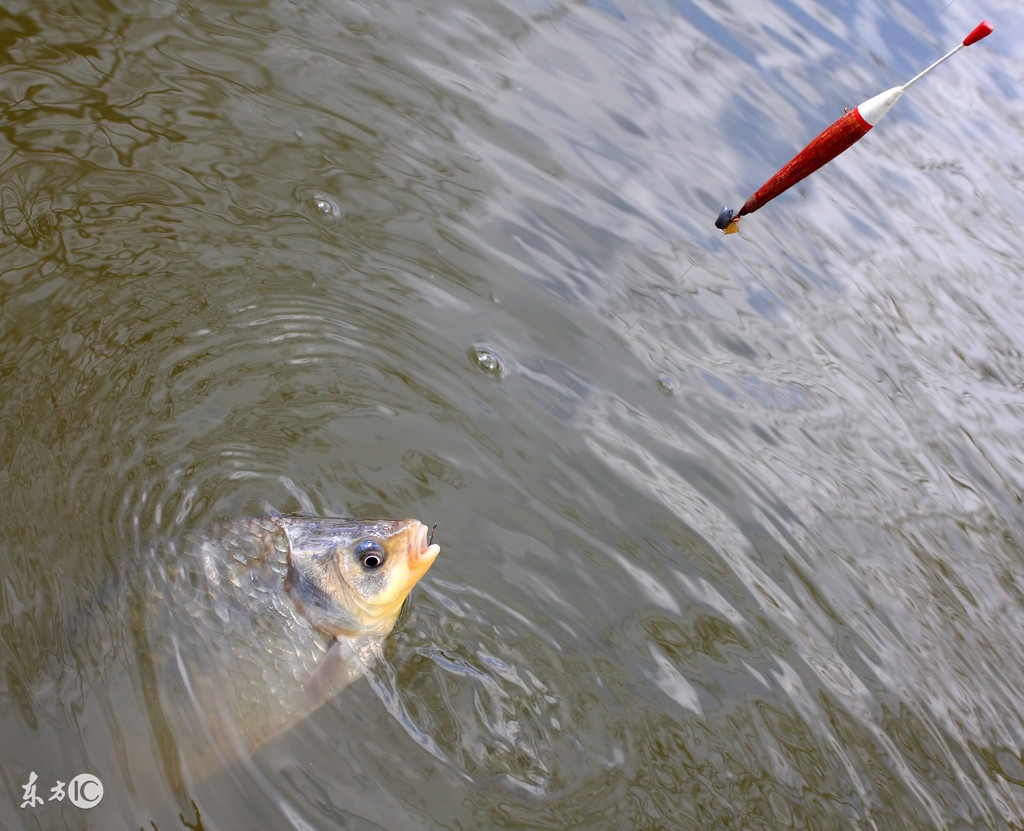 黑坑钓上来的鱼老板怎么处理,黑坑钓青鱼怎么破解老板的招数
