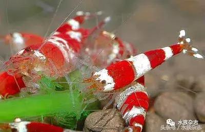 水晶虾是啥,水晶虾的习性和繁殖方法详解