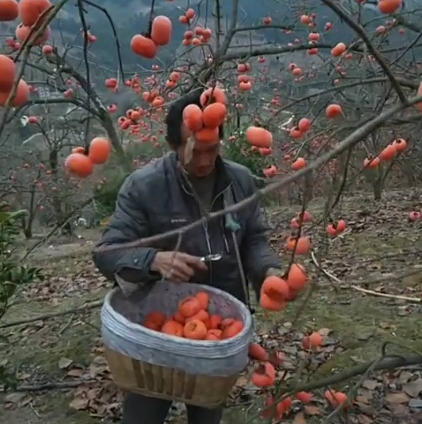 种植西红柿的成本有哪些,无土栽培西红柿一年能挣多少钱