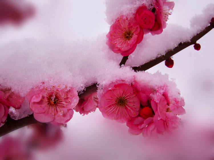 梅花情诗关于梅花古诗大全,历代咏梅花诗词大全