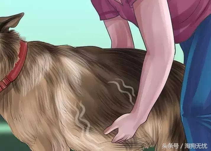 狗狗怀孕了你都不知道?先来学习狗狗怀孕知识吧!