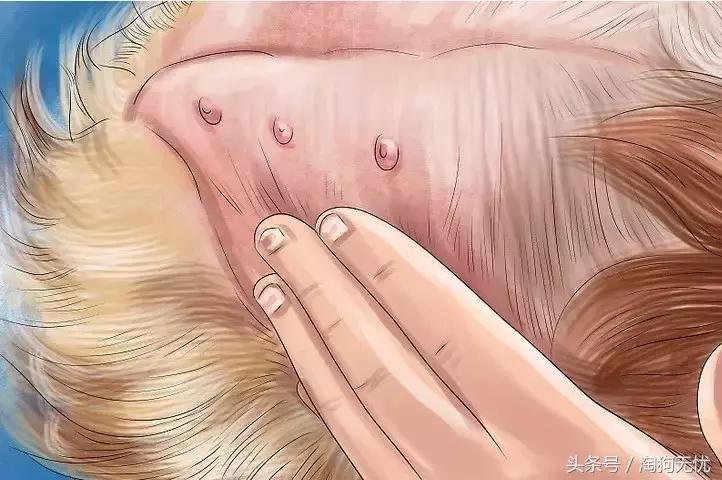 狗狗怀孕了你都不知道?先来学习狗狗怀孕知识吧!