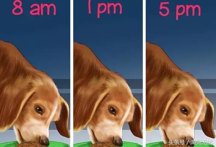 狗狗怀孕了你都不知道?先来学习狗狗怀孕知识吧!