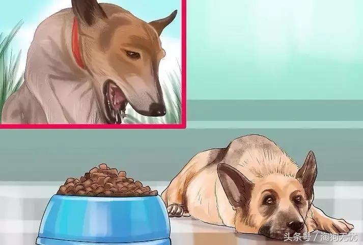 狗狗怀孕了你都不知道?先来学习狗狗怀孕知识吧!