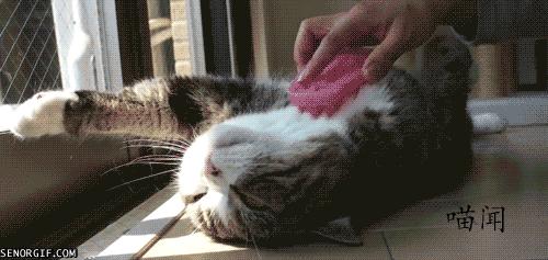 如何解决猫咪呕吐以及喵咪呕吐的原因