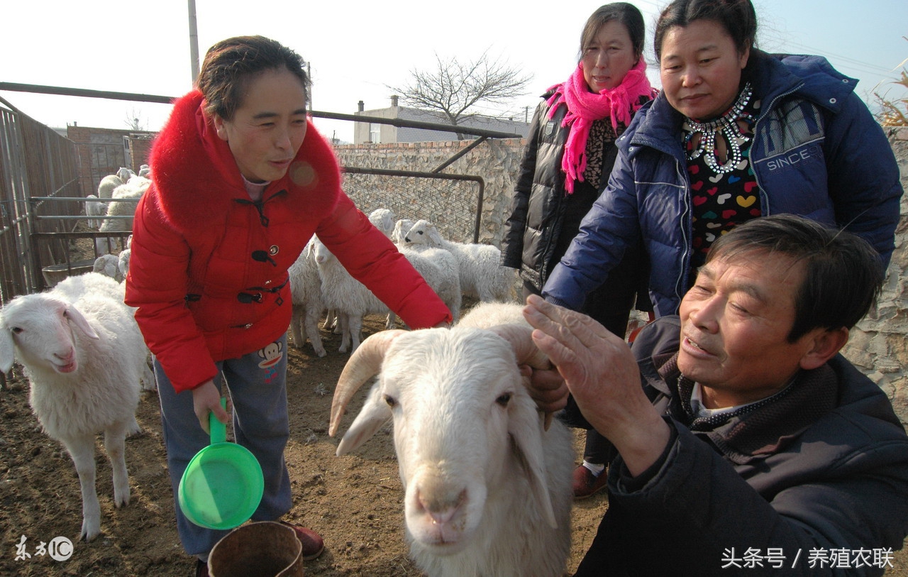 五种羊病特效偏方，效果好成本低