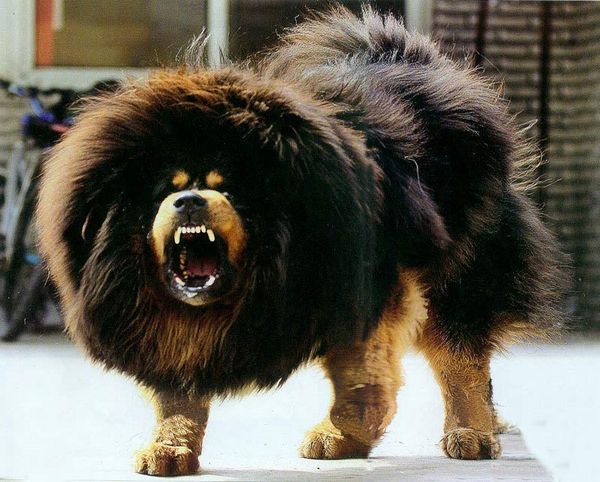 k9训犬的手法,k9实战犬大赛