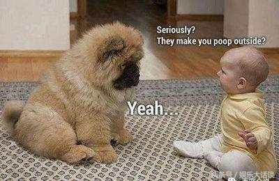 听得懂人话的狗是怎么训练出来的,狗为什么会听得懂人话