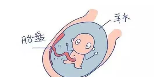 月安馨小课堂“羊水”为什么叫羊水呢?
