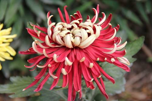 「君临城下七律」花中四君子