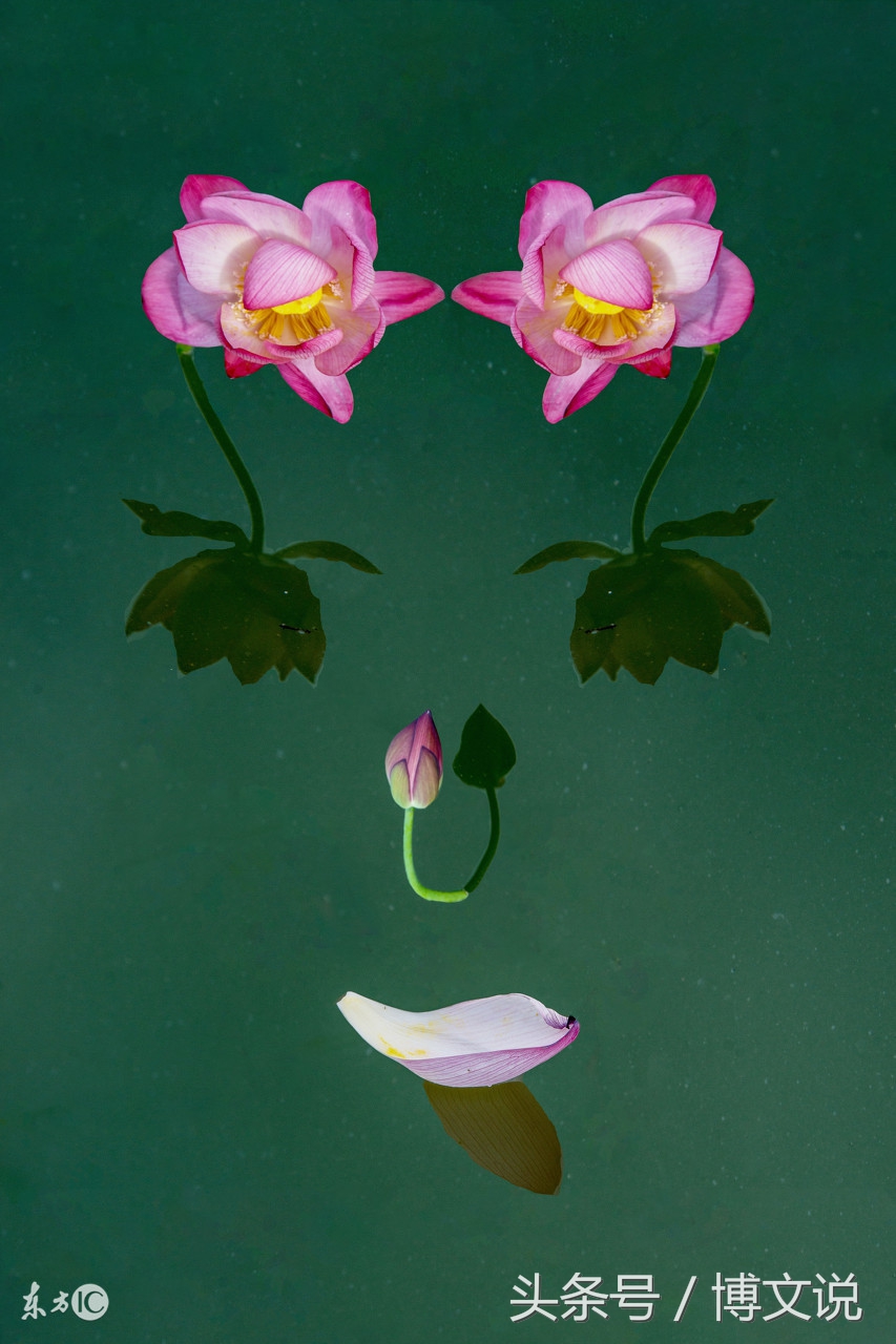 古诗人面桃花诗句,古诗人面桃花的诗句