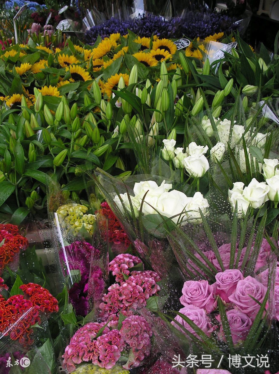 古诗人面桃花诗句,古诗人面桃花的诗句