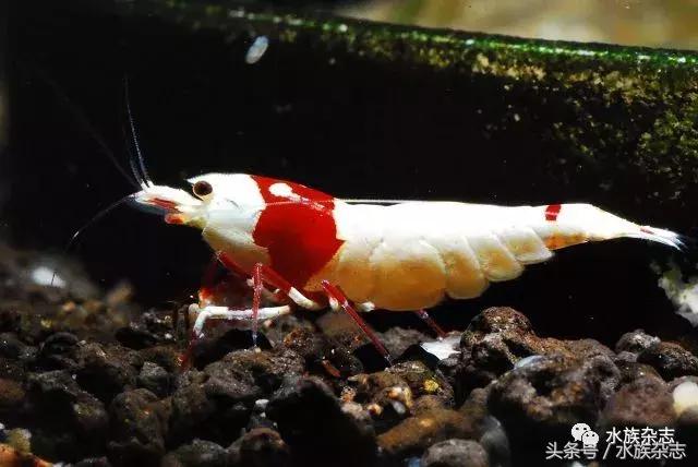 水晶虾是啥,水晶虾的习性和繁殖方法详解