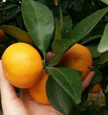 你还记得儿时的美食吗,黄岩蜜桔什么味道