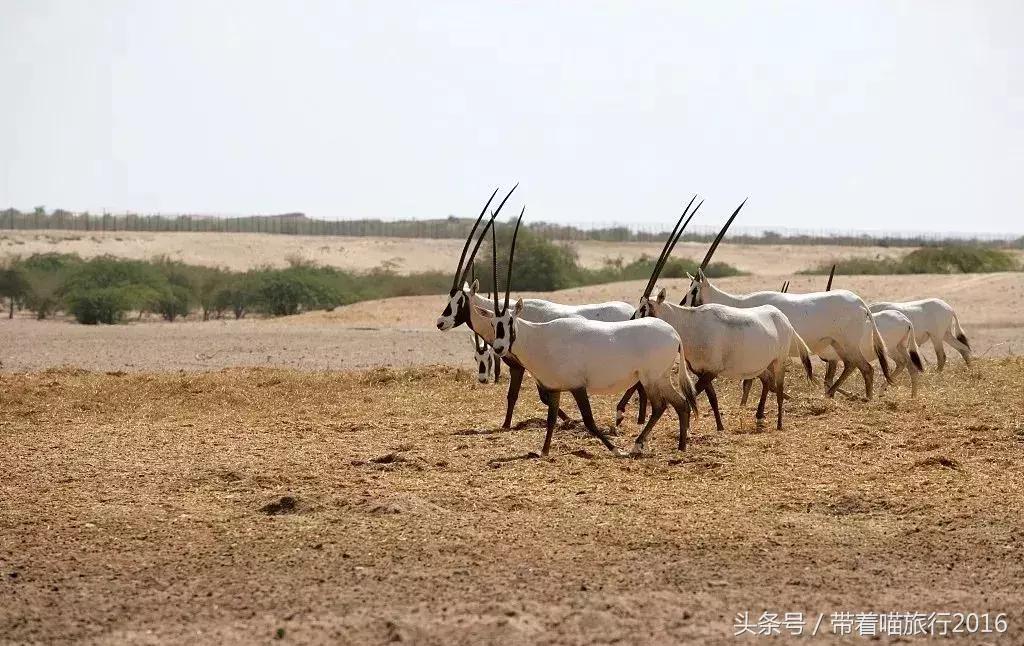 阿布扎比之行,阿布扎比四面八方
