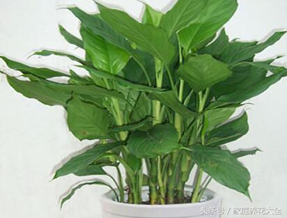 万年青萎蔫变软,万年青叶色发黄原因及解决方法