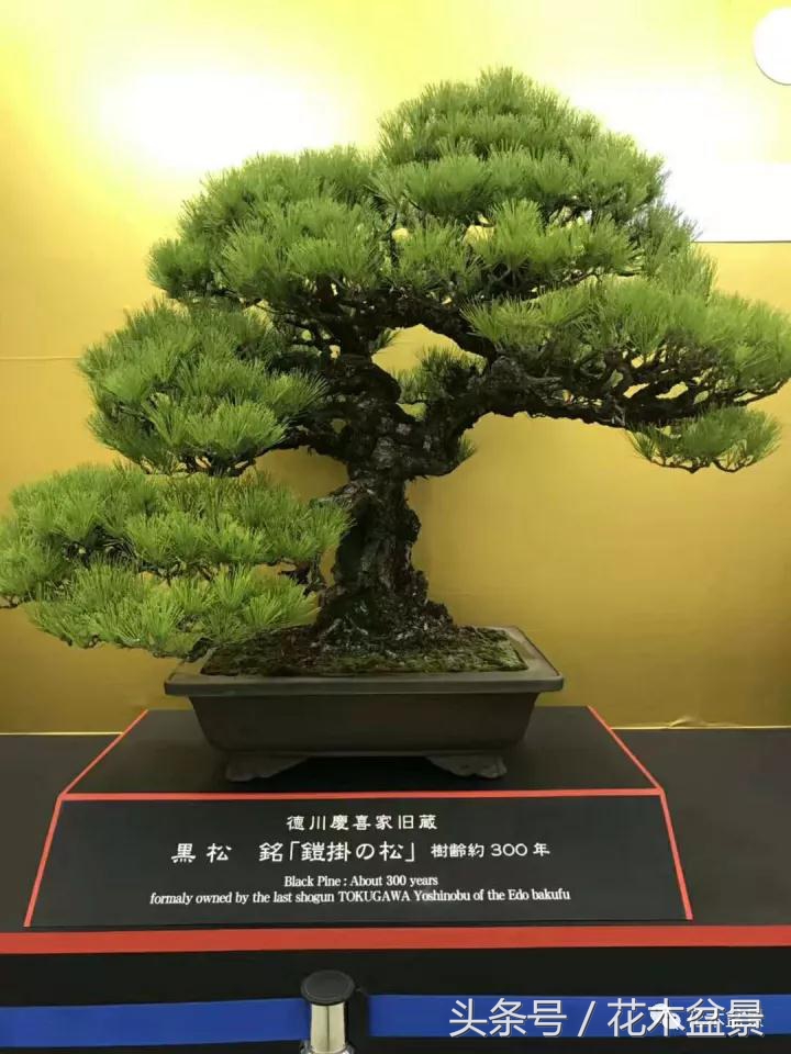 制作黑松高杆盆景之要领,黑松盆景用深盆还是用浅盆