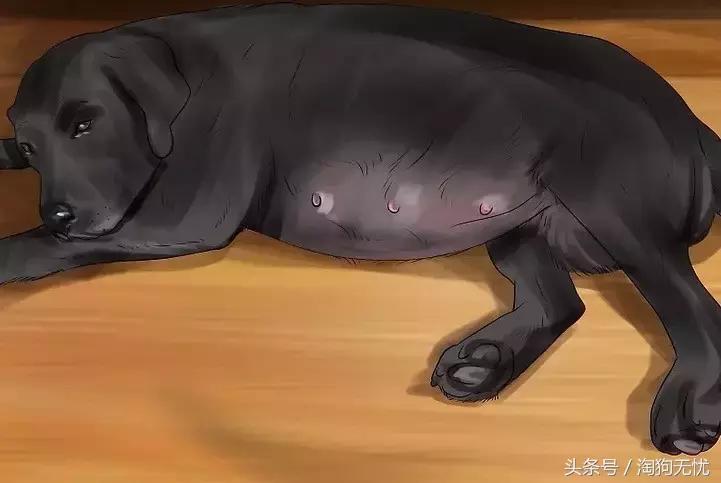 狗狗怀孕了你都不知道?先来学习狗狗怀孕知识吧!