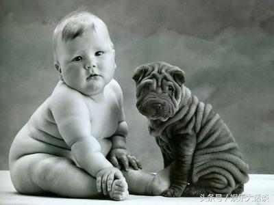 听得懂人话的狗是怎么训练出来的,狗为什么会听得懂人话