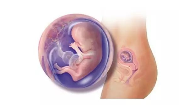 月安馨小课堂“羊水”为什么叫羊水呢?