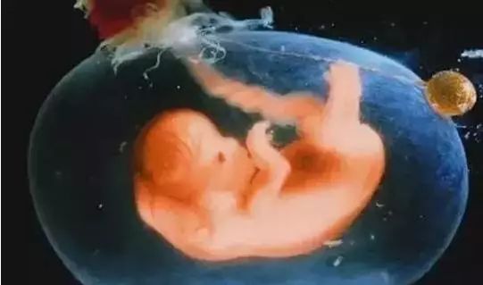 月安馨小课堂“羊水”为什么叫羊水呢?