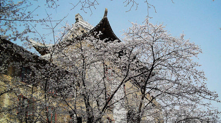 大中华酒楼户部巷武昌鱼,大中华酒楼武昌鱼是中华老字号吗