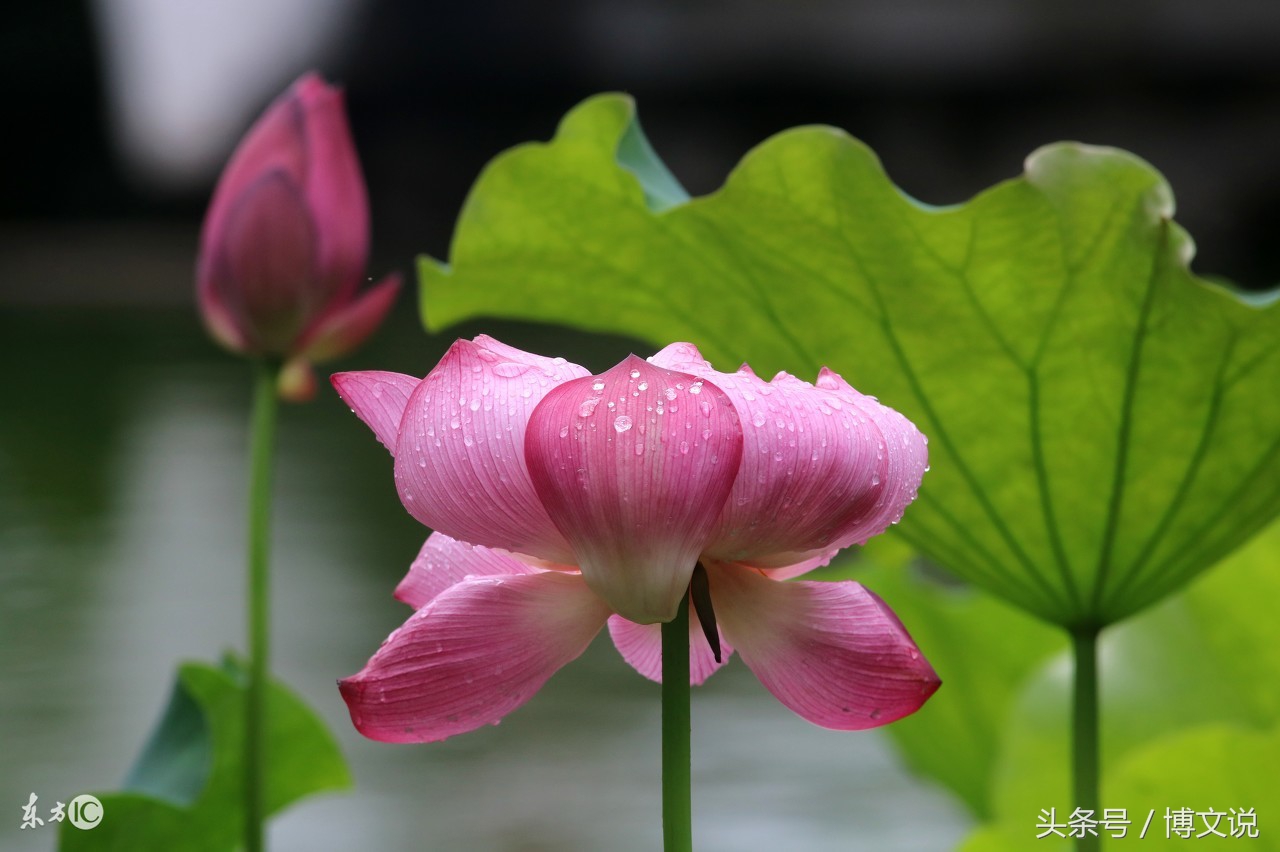 古诗人面桃花诗句,古诗人面桃花的诗句