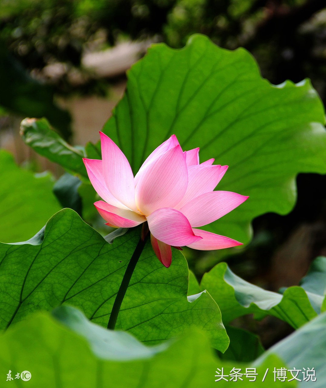 古诗人面桃花诗句,古诗人面桃花的诗句