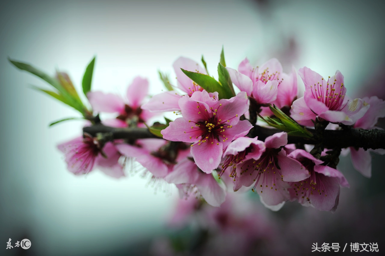 古诗人面桃花诗句,古诗人面桃花的诗句
