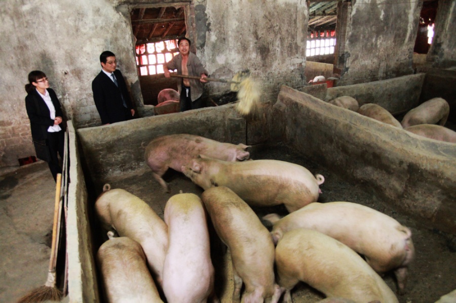 母猪产后高热病怎么引起的,母猪刚产后发高热无奶小猪怎么办