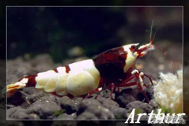 水晶虾是啥,水晶虾的习性和繁殖方法详解