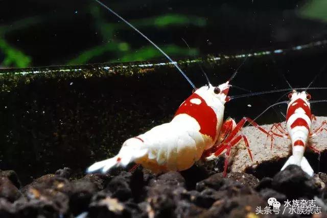 水晶虾是啥,水晶虾的习性和繁殖方法详解