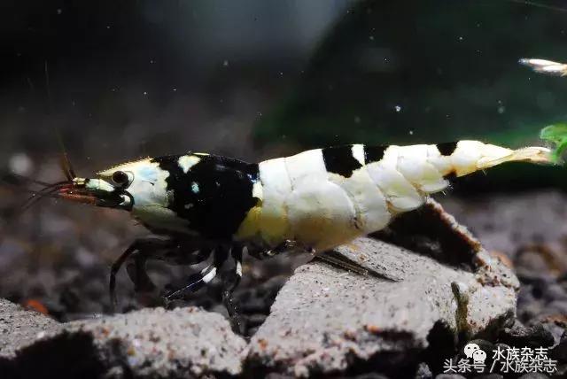 水晶虾是啥,水晶虾的习性和繁殖方法详解