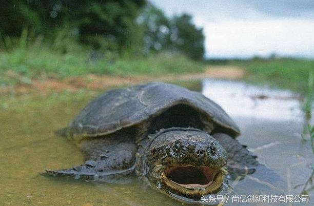 2020年做什么生意投资小又能挣钱,现在小投资做什么项目好