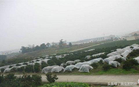 柑橘冻了还能补救吗,柑橘防寒抗冻吗