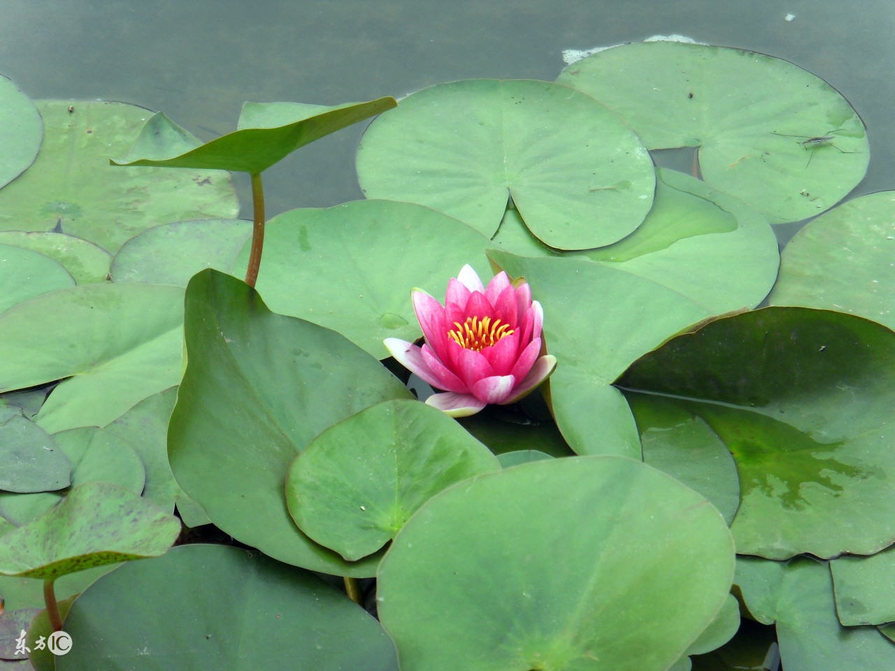 柳庄相法上册大全，根据个人经验有删减，献给大家