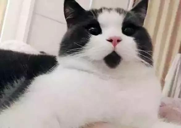 听说人鱼线越美发际线就越高?健身者不得不看的建议