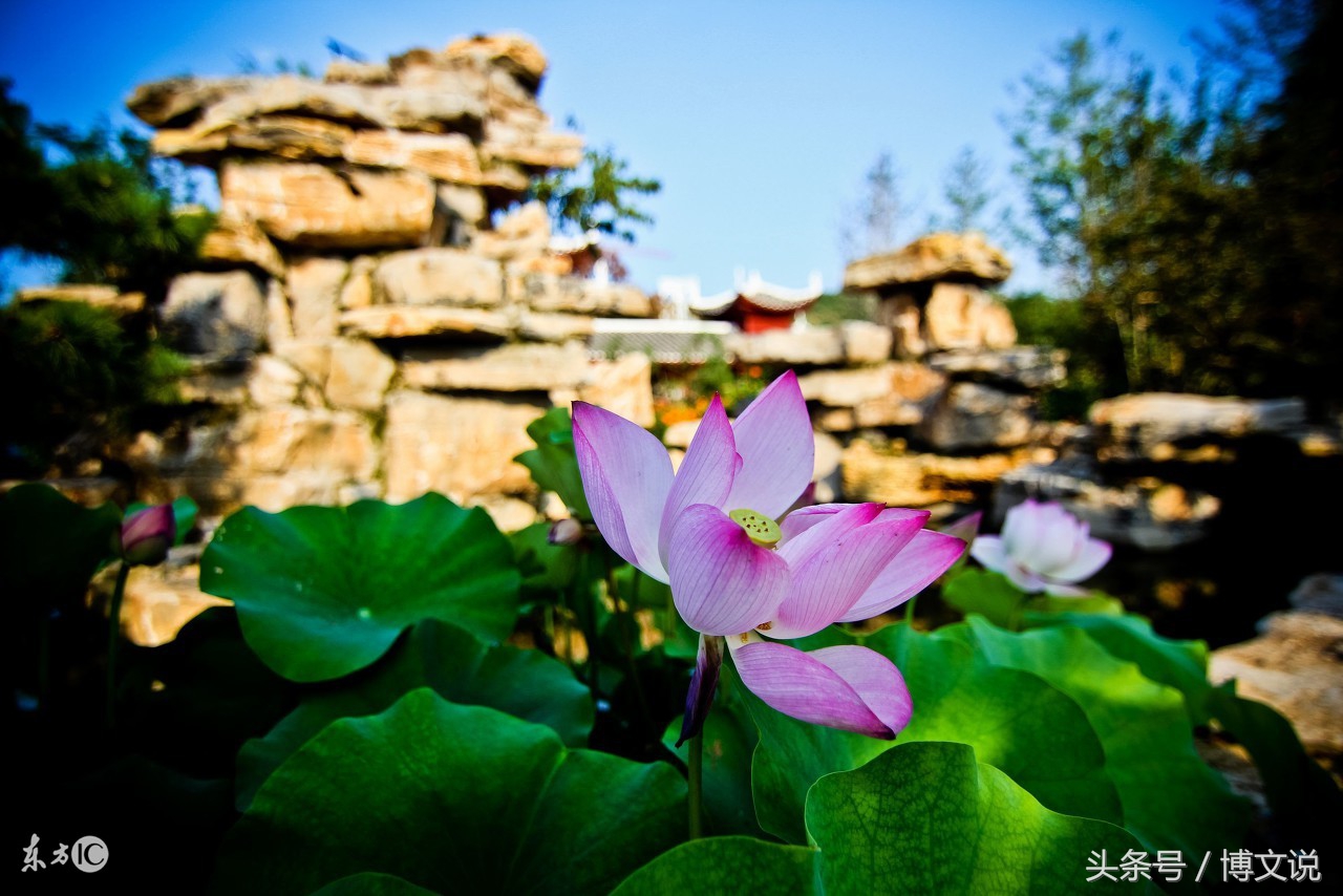 古诗人面桃花诗句,古诗人面桃花的诗句