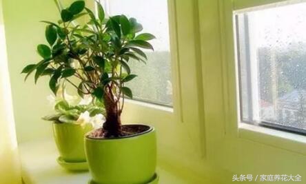 花卉施肥过多怎么办,花卉肥料放多怎么补救