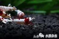 水晶虾是啥,水晶虾的习性和繁殖方法详解