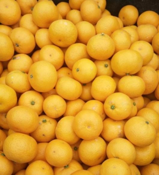 你还记得儿时的美食吗,黄岩蜜桔什么味道