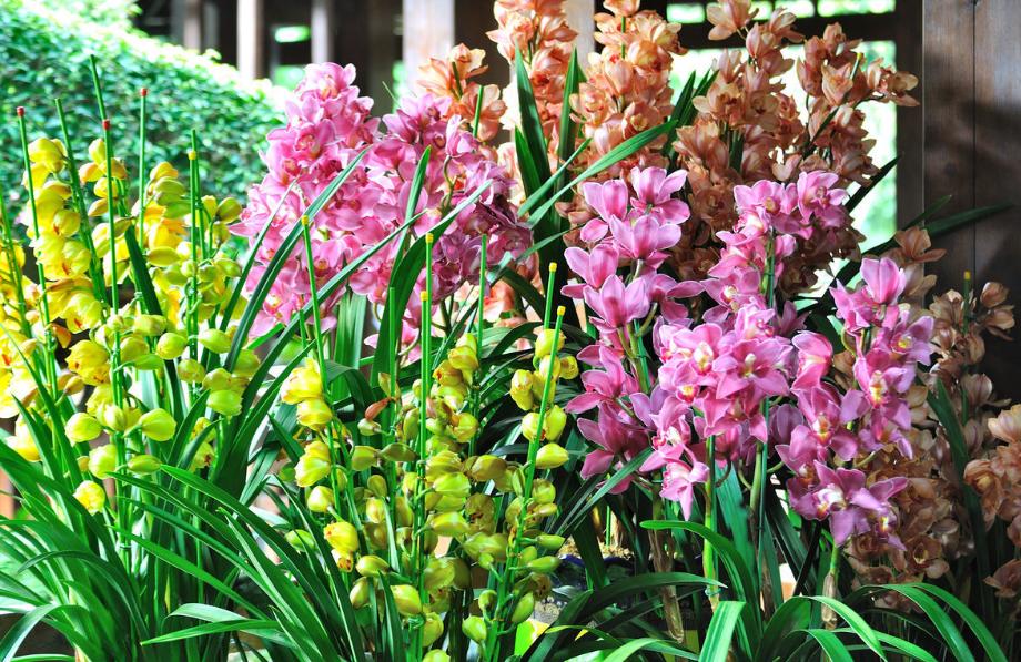 红双喜大花蕙兰年宵花开花浓香 (年宵花大花蕙兰室内盆栽花卉)