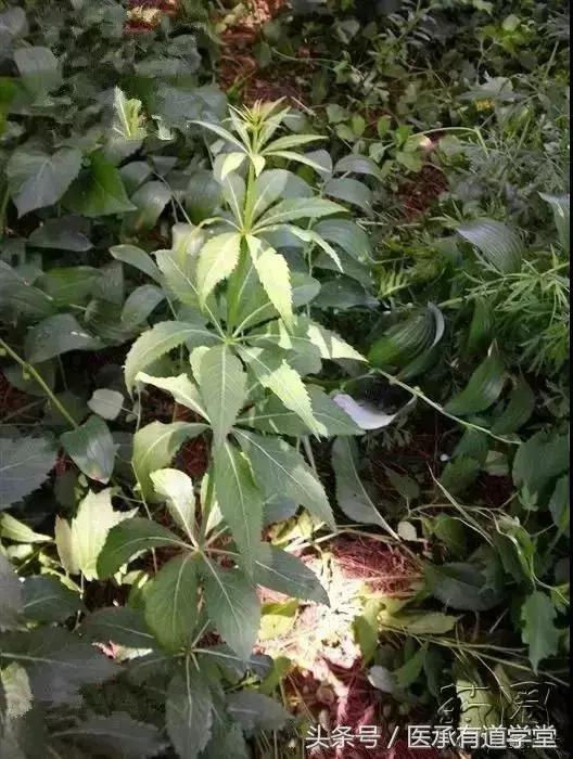 每天最少学一味中药五味子,每天最少学一味中药方子