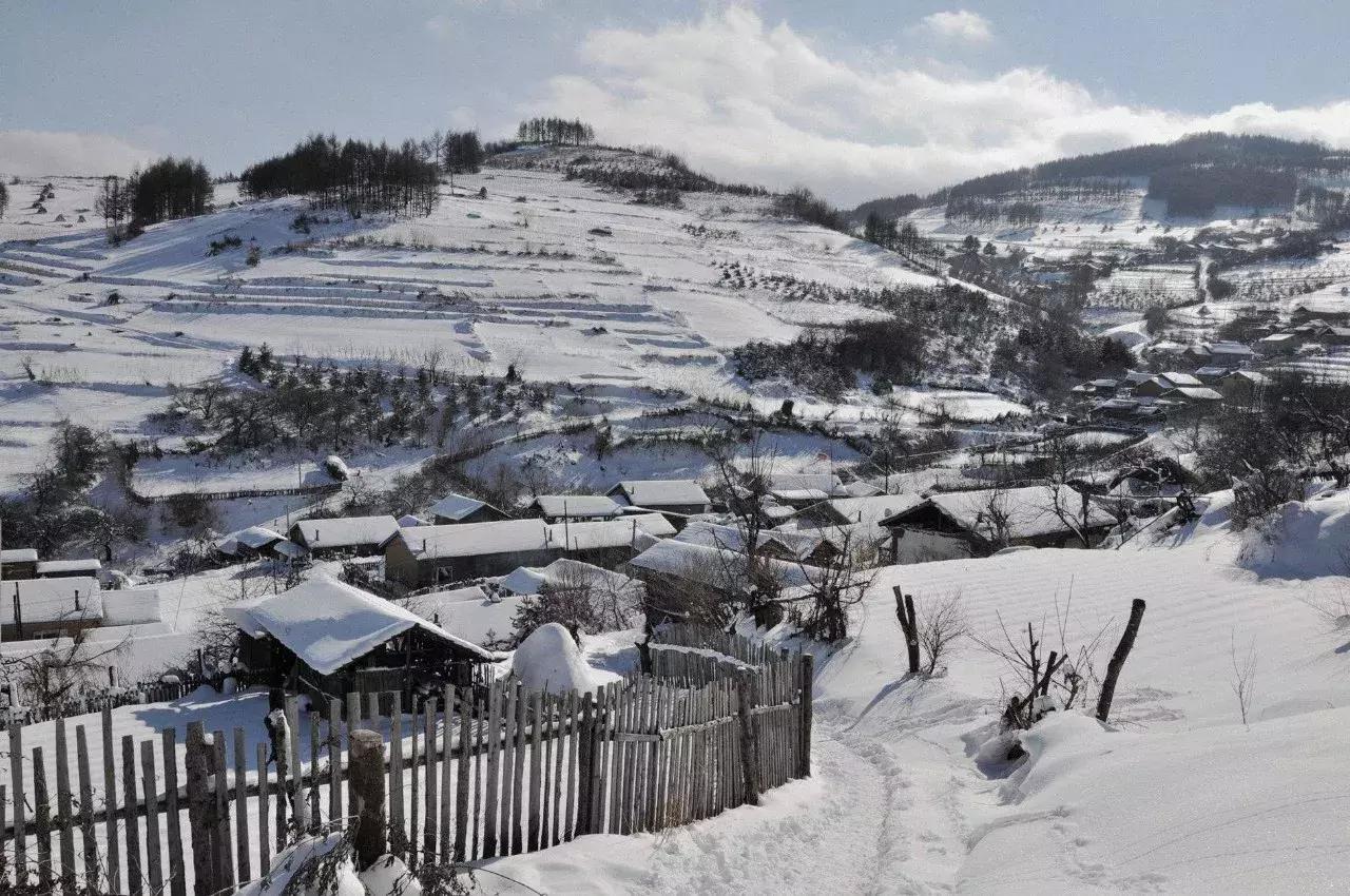 这种花！全国仅有，而且只在春节绽放，比烟花好看100倍！